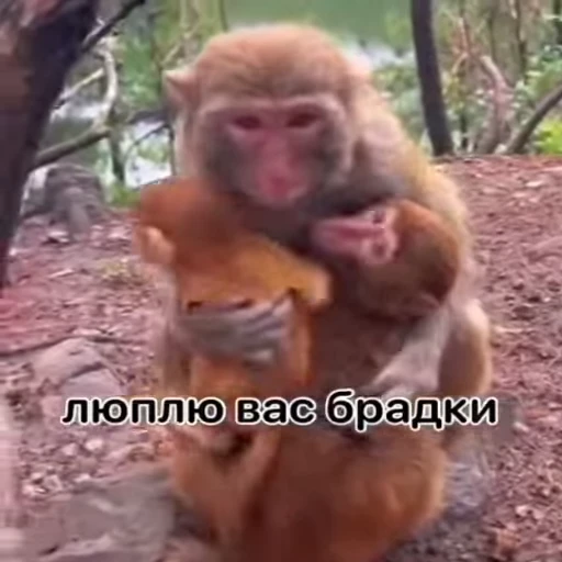 🐵 Стикер «Обезьяны ПОН» для Telegram