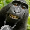 Стикер 48 Обезьянки