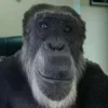 Стикер 47 Обезьянки