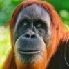 Стикер 19 Обезьянки