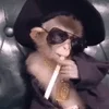 🚬 Эмодзи «monkeys» для Telegram