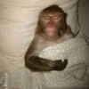 😴 Эмодзи «monkeys» для Telegram