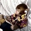 🎧 Эмодзи «monkeys» для Telegram