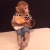 👶 Эмодзи «monkeys» для Telegram