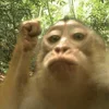 Эмодзи monkeys для Telegram — скачать