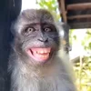 😀 Эмодзи «monkeys» для Telegram