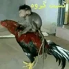 🐓 Эмодзи «monkeys» для Telegram