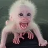 👿 Эмодзи «monkeys» для Telegram