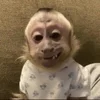 😉 Эмодзи «monkeys» для Telegram