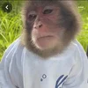 😐 Эмодзи «monkeys» для Telegram
