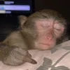 🖕 Эмодзи «monkeys» для Telegram