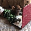 💻 Эмодзи «monkeys» для Telegram