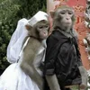 👰‍♀ Эмодзи «monkeys» для Telegram