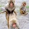 😳 Эмодзи «monkeys» для Telegram