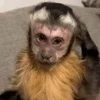 🙄 Эмодзи «monkeys» для Telegram