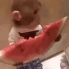 🍉 Эмодзи «monkeys» для Telegram