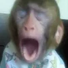 😮 Эмодзи «monkeys» для Telegram