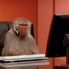 📞 Эмодзи «monkeys» для Telegram
