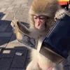 💸 Эмодзи «monkeys» для Telegram