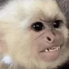 😡 Эмодзи «monkeys» для Telegram