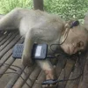 🎧 Эмодзи «monkeys» для Telegram