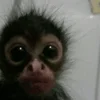 😮 Эмодзи «monkeys» для Telegram