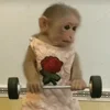 🏋️ Эмодзи «monkeys» для Telegram