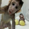 🐒 Эмодзи «monkeys» для Telegram