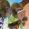 📱 Эмодзи «monkeys» для Telegram