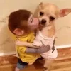 😘 Эмодзи «monkeys» для Telegram