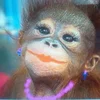 😊 Эмодзи «monkeys» для Telegram