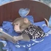 📲 Эмодзи «monkeys» для Telegram