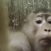📹 Эмодзи «monkeys» для Telegram