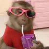 🧃 Эмодзи «monkeys» для Telegram