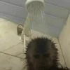😢 Эмодзи «monkeys» для Telegram