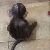 😢 Эмодзи «monkeys» для Telegram