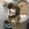 🚽 Эмодзи «monkeys» для Telegram