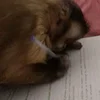 ✍️ Эмодзи «monkeys» для Telegram