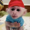 👶 Эмодзи «monkeys» для Telegram