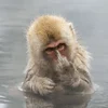 🖕 Эмодзи «monkeys» для Telegram