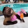 🏖 Эмодзи «monkeys» для Telegram