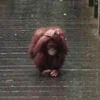 🌧 Эмодзи «monkeys» для Telegram