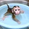 🛁 Эмодзи «monkeys» для Telegram