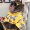 😎 Эмодзи «monkeys» для Telegram