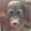😮 Эмодзи «monkeys» для Telegram