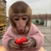 😮 Эмодзи «monkeys» для Telegram