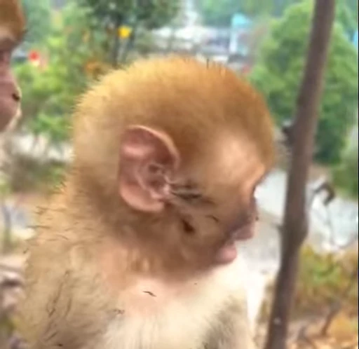 🌟 Стикер «Monkeys pon» для Telegram