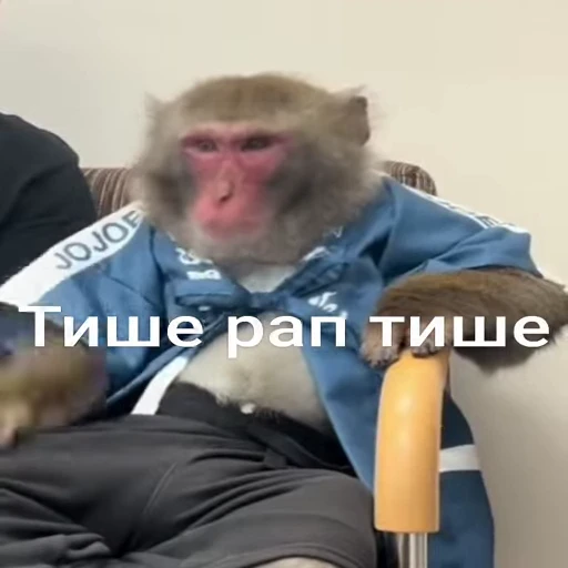 🥱 Стикер «Monkeys pon» для Telegram