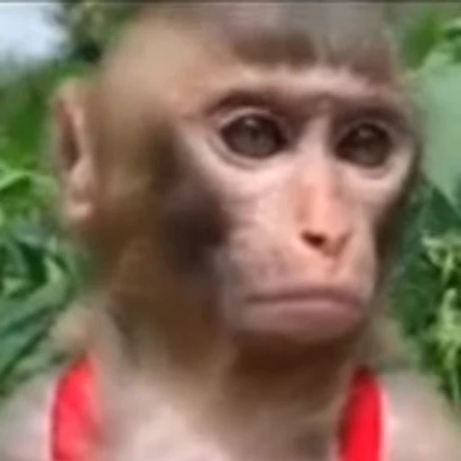 🌟 Стикер «Monkeys pon» для Telegram