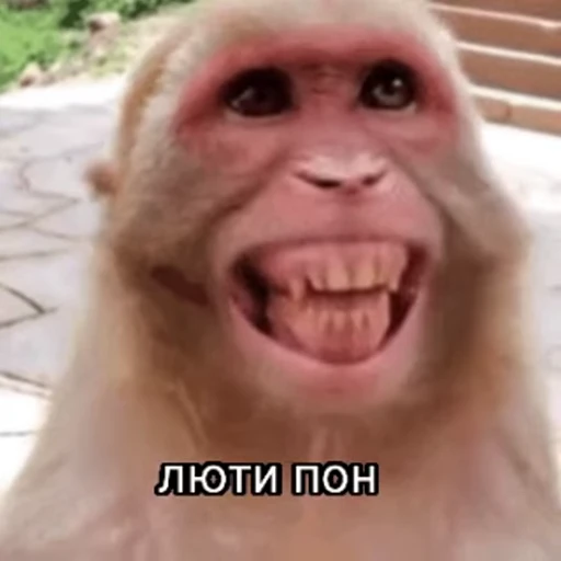 🌟 Стикер «Monkeys pon» для Telegram